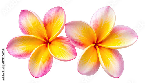 Two vibrant plumeria blossoms with soft pink and yellow petals
