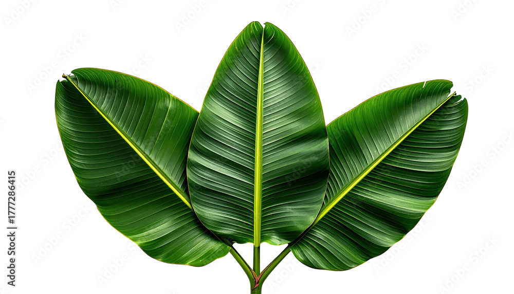 Fototapeta premium Trio of green banana leaves, elegant against the black void