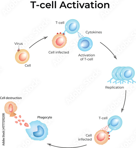 T-Cell Activation and Immune Response Cycle Against Viral Infection