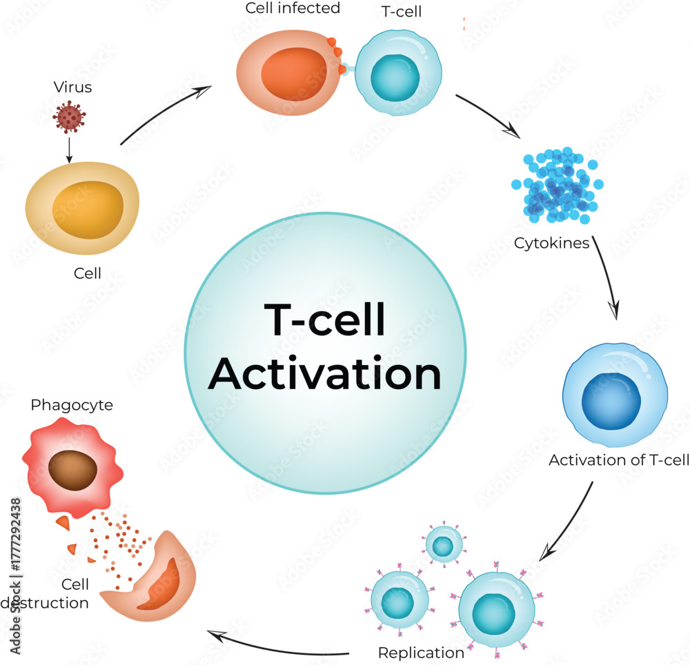 Fototapeta premium T-Cell Activation Cycle in Immune Response