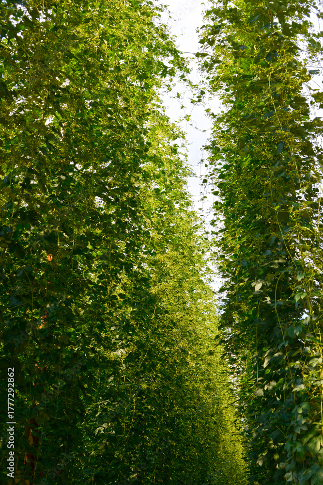 Fototapeta premium Hopfen, Blüte, Doldenbildung