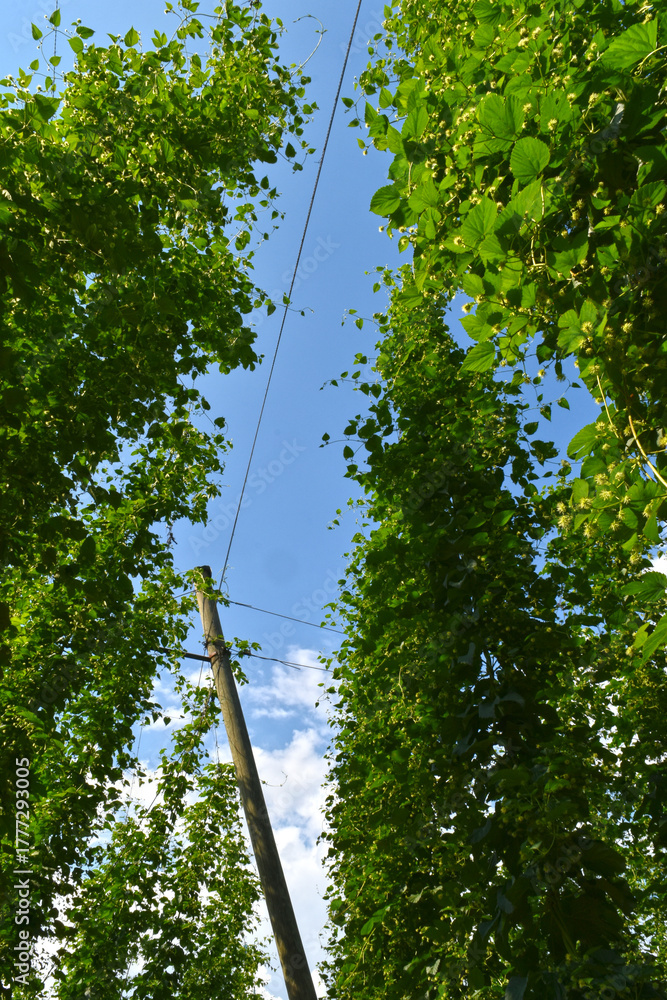 Fototapeta premium Hopfen, Hopfenblüte