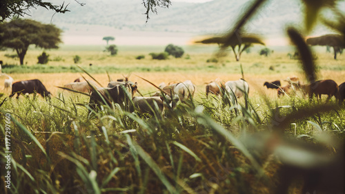 Peaceful Herd of Cows Grazing in the African Savannah Landscape