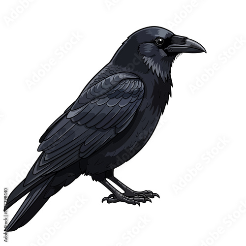 Intelligent Black Crow Bird Standing Sideways in a Clear Profile View Stock Photo