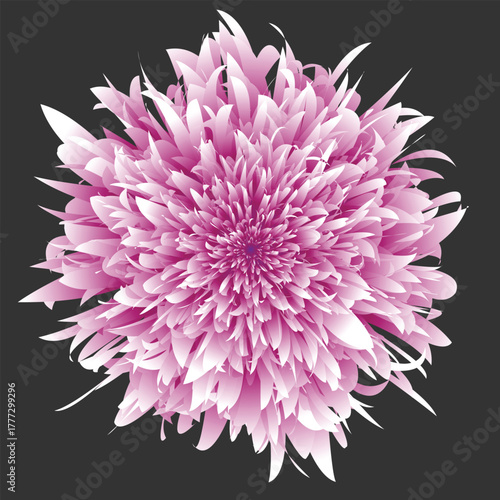 A vibrant pink chrysanthemum flower with delicate petals against a dark background