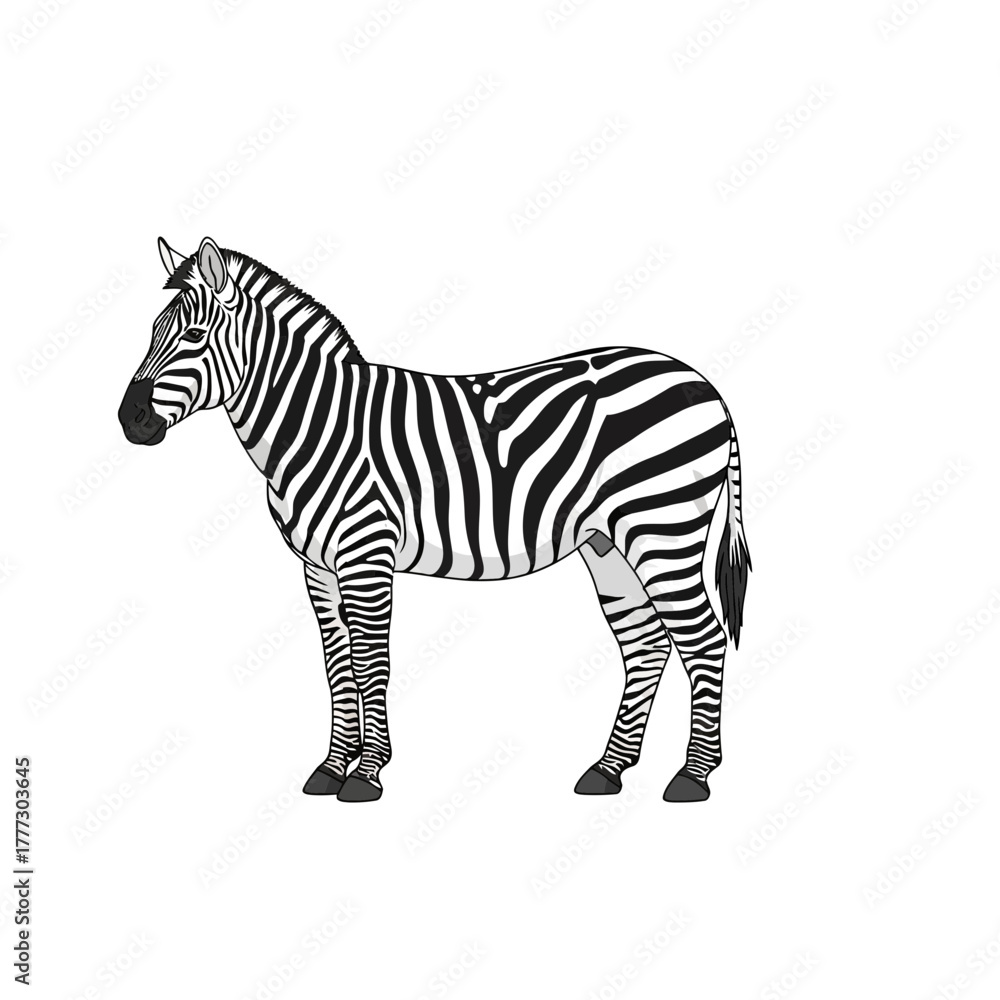 Obraz premium Stylish Savanna Zebra Icon Black and White Stripe Illustration Transparent Background