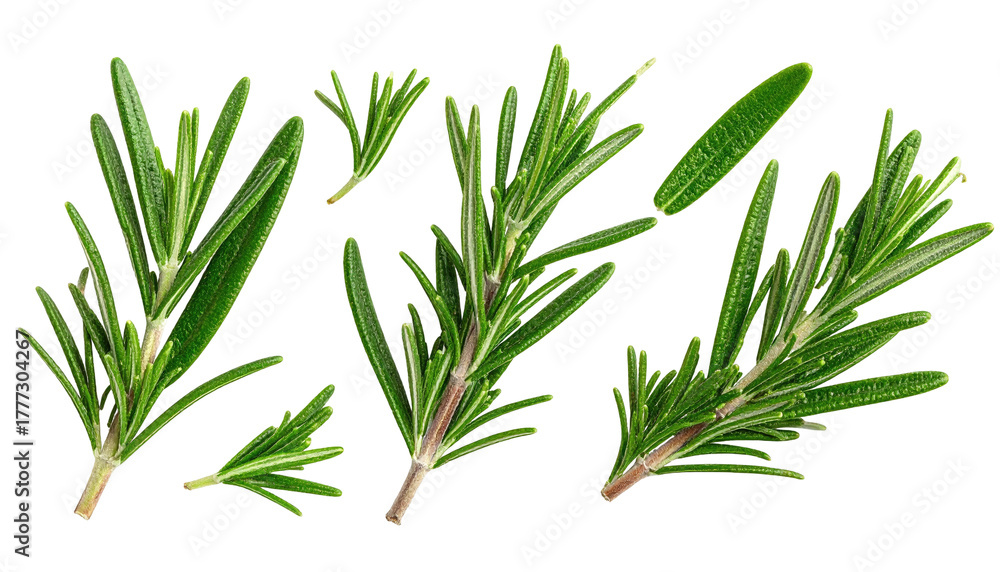 Fototapeta premium Six rosemary sprigs, green leaves, isolated against black background