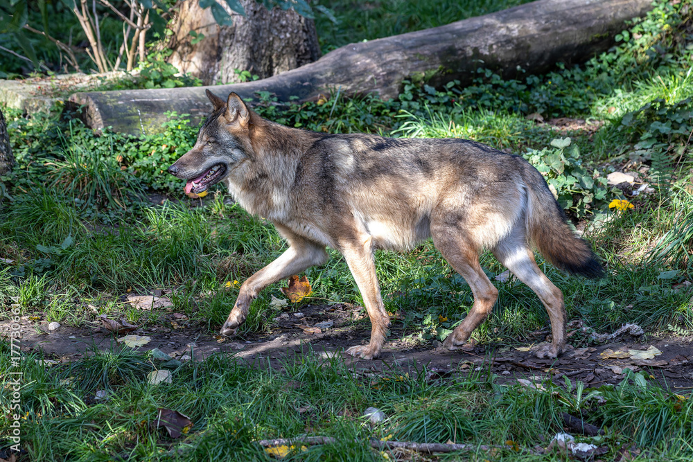 Fototapeta premium European Grey Wolf, Canis lupus in a german park