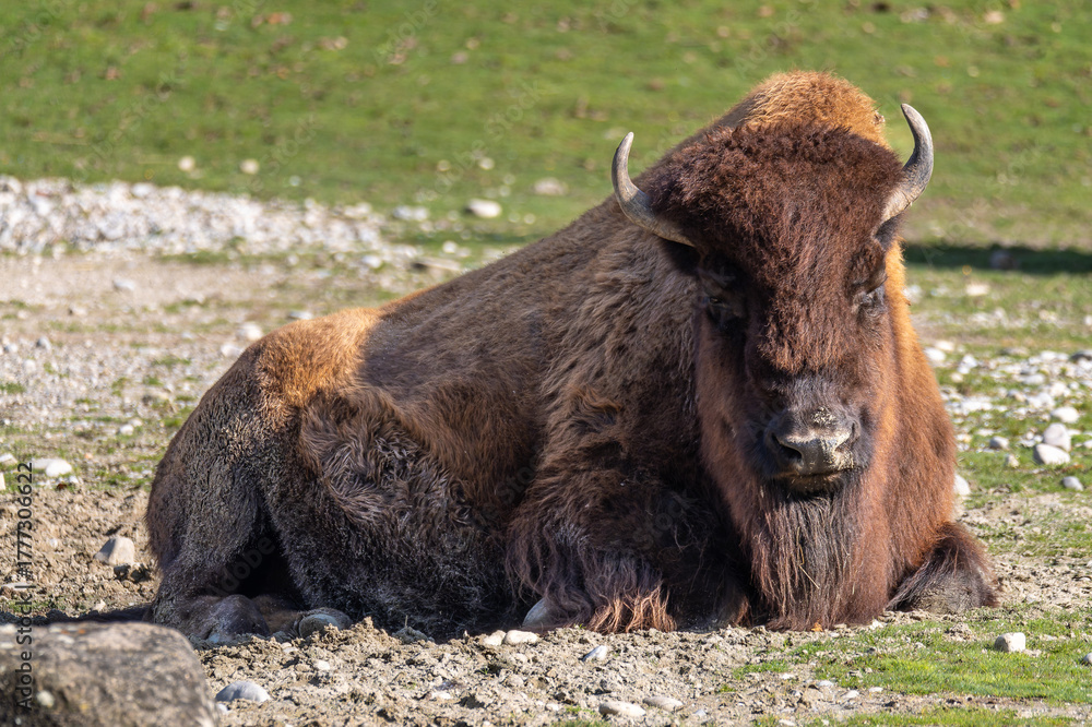 Fototapeta premium American buffalo known as bison, Bos bison in a german park