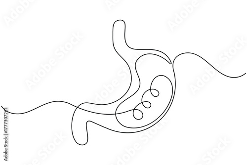 Stomach anatomy continuous one line drawing on white background minimalist digestive organ outline vector illustration