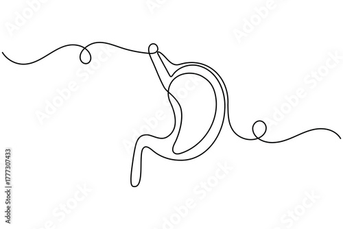 Stomach anatomy continuous one line drawing on white background minimalist digestive organ outline vector illustration