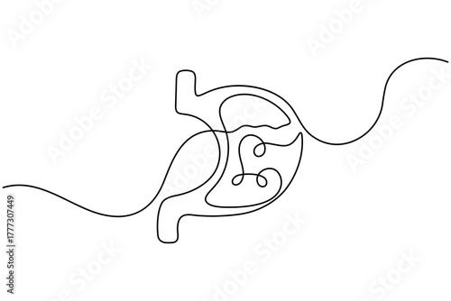 Stomach anatomy continuous one line drawing on white background minimalist digestive organ outline vector illustration