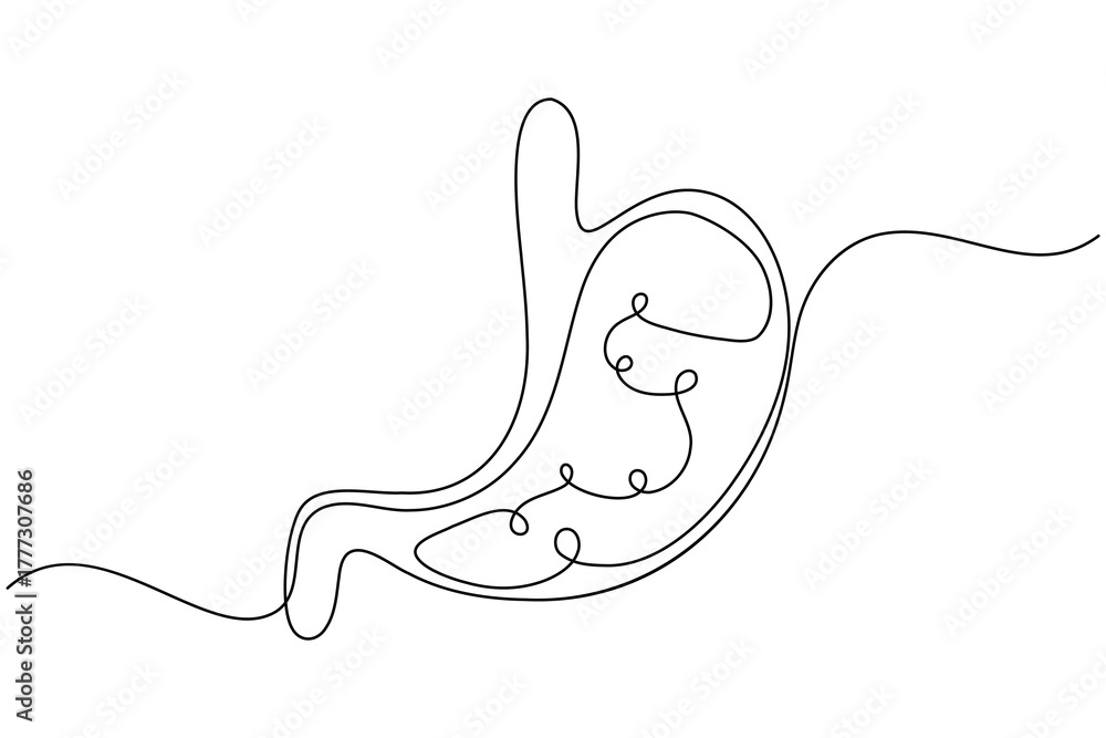 Obraz premium Stomach anatomy continuous one line drawing on white background minimalist digestive organ outline vector illustration