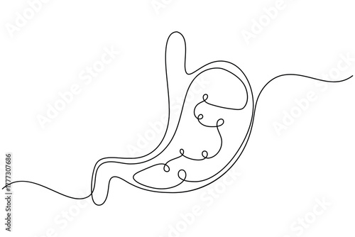 Stomach anatomy continuous one line drawing on white background minimalist digestive organ outline vector illustration