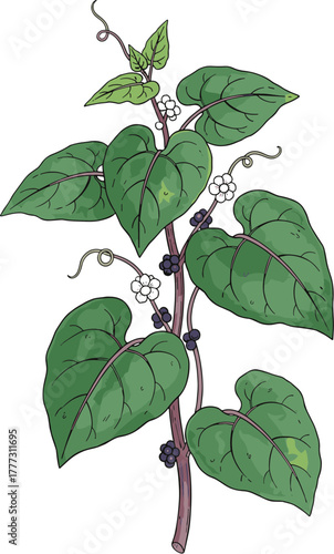 Handdrawn Green Malabar Spinach Plant with Flowers and Berries Illustration