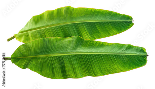 Two elongated, vibrant green banana leaves on a dark background