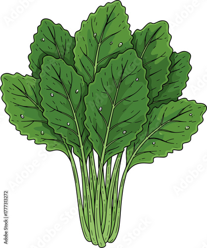 Hand Drawn Fresh Green Mustard Spinach Bundle Isolated Illustration