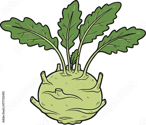 Cartoon Handdrawn Fresh Kohlrabi With Green Leaves Isolated Illustration