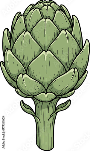 Detailed Line Art Fresh Artichoke Vegetable Food Ingredient Illustration