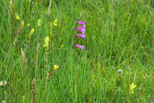 Fototapeta Dachziegelige Siegwurz, Gladiolus imbricatus L.