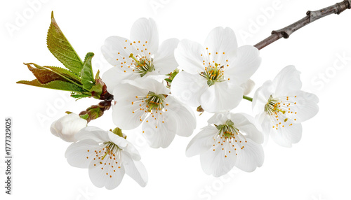 Sprig with white blossoms, yellow stamen, and green leaves