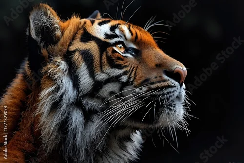 Fototapeta Majestic Sumatran tiger head in profile against dark background, showcasing detailed fur texture, striking orange and black stripes, and intense gaze looking upward.