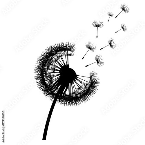 Dandelion Seeds Dispersing in the Air Freedom Wish and Ephemeral Nature Silhouette
