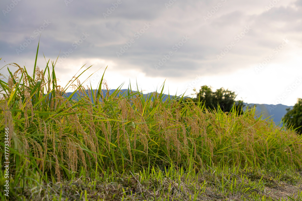 Naklejka premium Rice paddies Ear of rice Autumn harvest Rice ears Harvest 