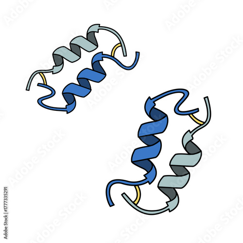 Medical Illustration of Insulin Structure. Biochemical structure of insulin, A-chain and B-chain molecules, Human blood sugar regulation. Vector illustration for diabetes research, health, and science