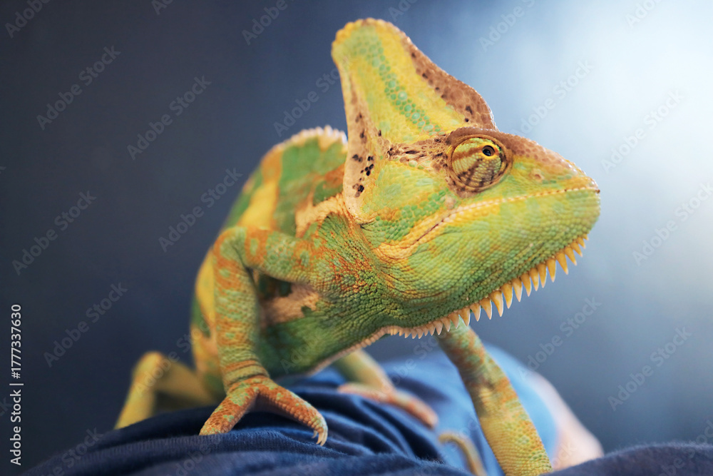 Obraz premium Closeup of a Male Chameleon Crawling on Human's Arm