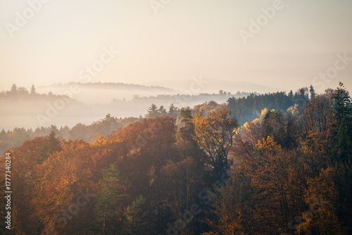 A misty foggy  forest at sunrise in autumn