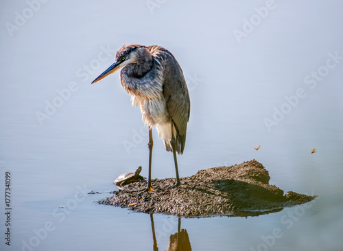 Great Blue Heron Close-up Standing Alone on Small Island Surrounded by Blue Water