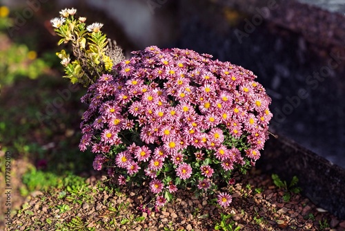 Fotografie La fête de tous les saints en France