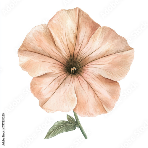 Elegant peach petunia blossom with detailed petals and stem watercolor style.