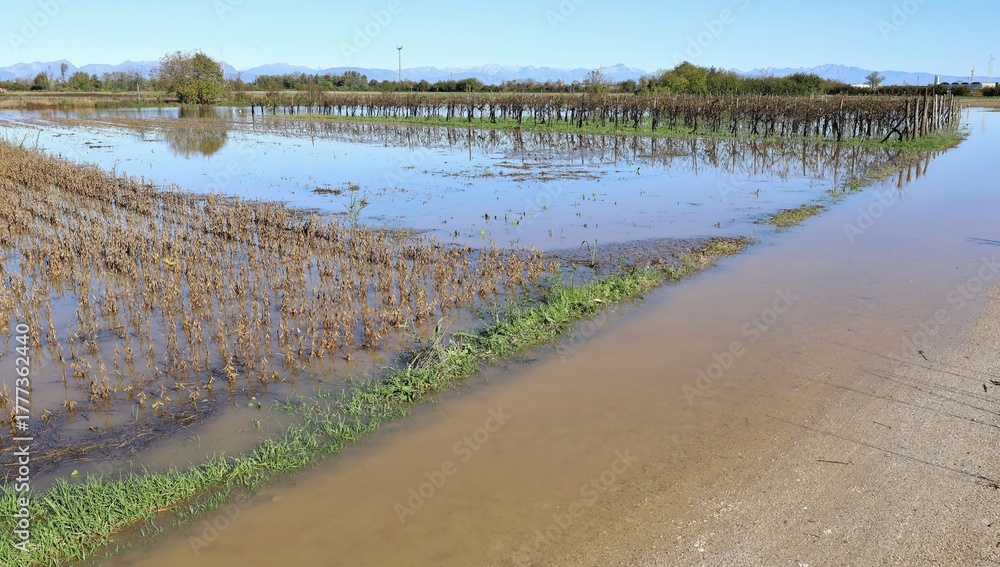 Naklejka premium Farmlands flooded after extreme weather and river floods. Soybean fields, wheat fields, and vineyards on the left.