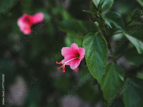 half open bud of a pink hibiscus flower , these flowers are used in several herbal medicines 