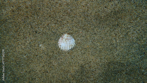 Rough cockle or tuberculate cockle, Moroccan cockle (Acanthocardia tuberculata) shell undersea, Aegean Sea, Greece, Halkidikii, Pirgos beach