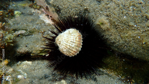 Rough cockle or tuberculate cockle, Moroccan cockle (Acanthocardia tuberculata) shell undersea, Aegean Sea, Greece, Halkidikii, Pirgos beach