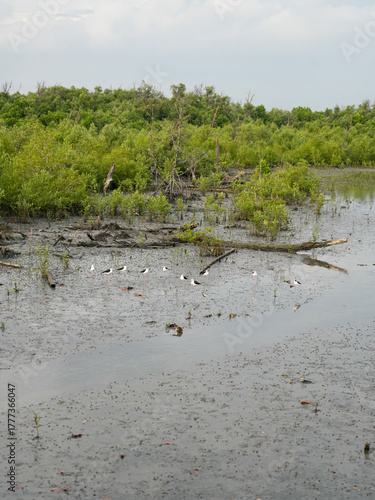 Nature Conservation Center and Mangrove Conservation Center the longest in Thailand at Samet district, Chonburi Province.
