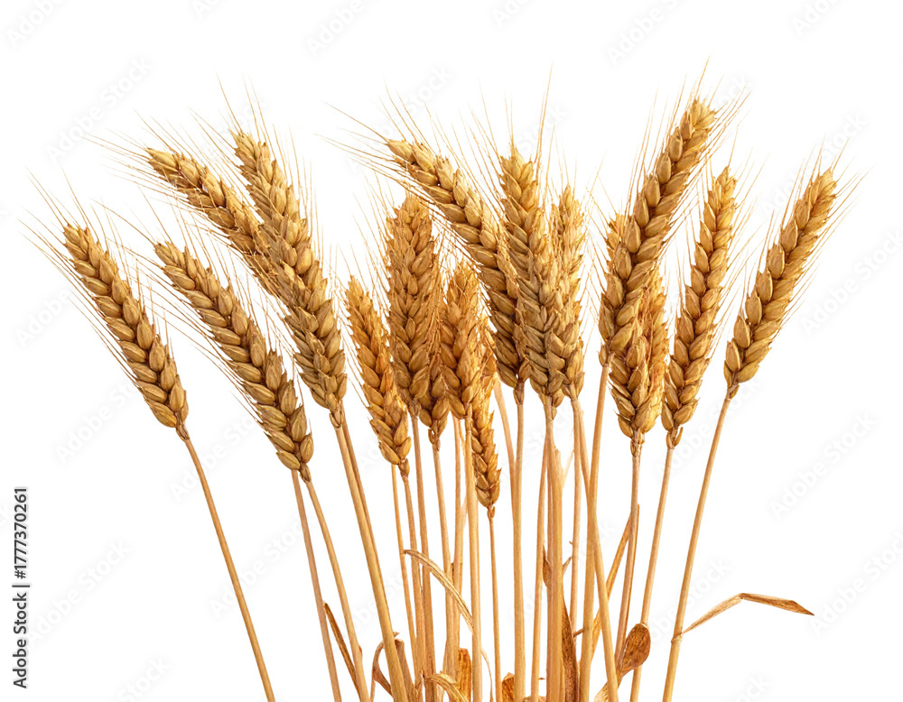 Fototapeta premium Golden Field of Ripe Wheat Spikelets, Side View Harvest Season, Isolated on Transparent Background