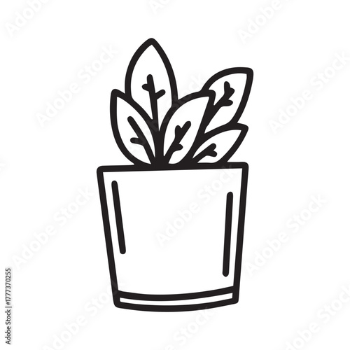 plant in a pot