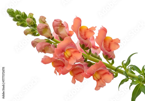 Beautiful peach colored snapdragon flower with green stem and leaves