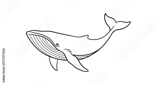 Elegant outline illustration of a majestic humpback whale swimming in open water