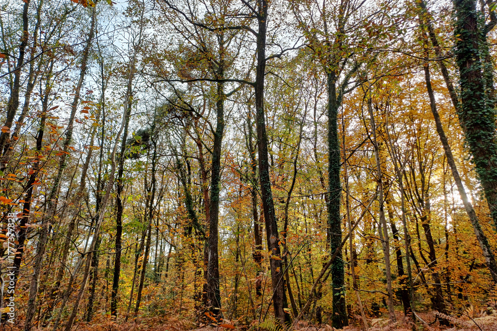 Fototapeta premium forêt en automne, grand angle