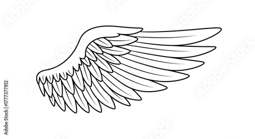 Monochrome wing illustration showcasing detailed feather line work on white backdrop