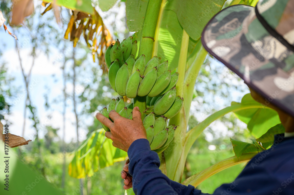 Fototapeta premium Close-up shot of a farmer inspecting green banana bunch on banana tree in tropical farmland, captured in natural daylight with shallow depth of field and vivid green leaves.