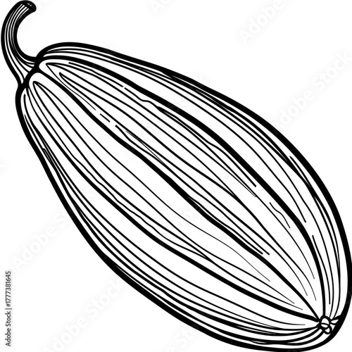 Artistic black and white illustration of a single butternut squash