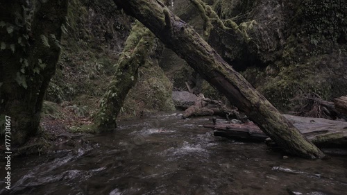 Majestic Oregon creek with fallen moss covered trees in slow motion
