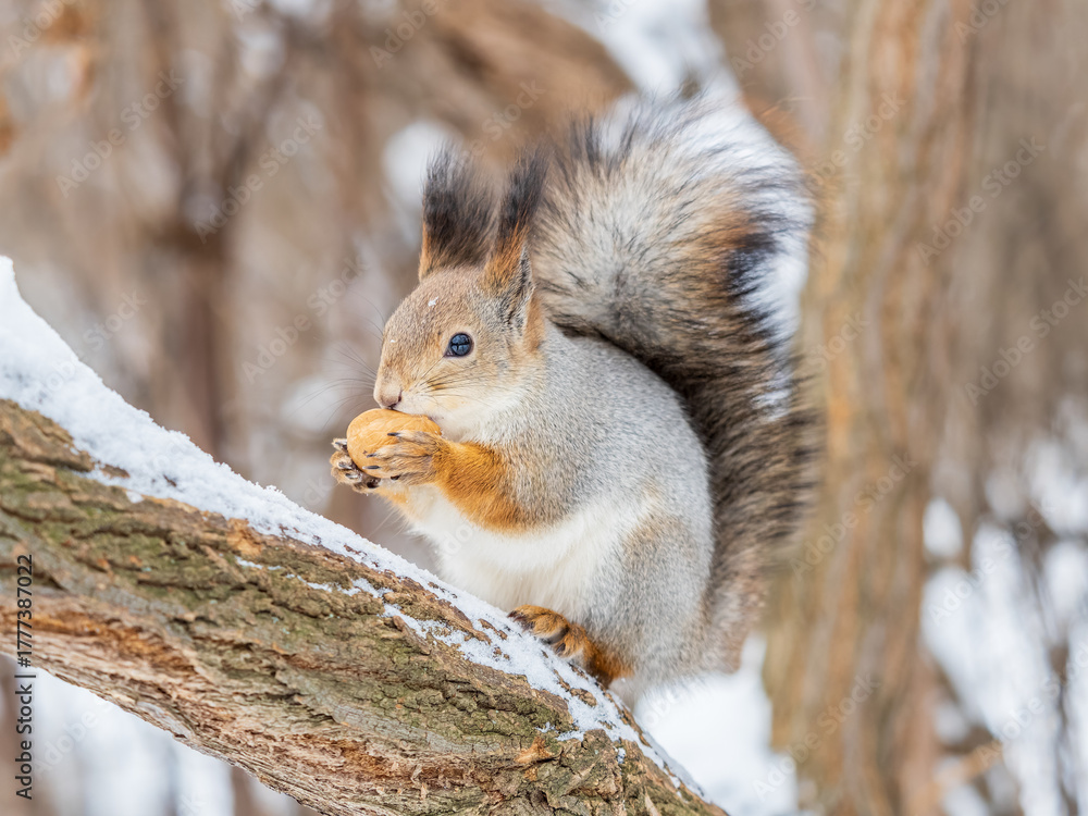 Naklejka premium The squirrel with nut sits on tree in the winter or late autumn