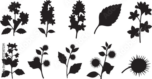 Black silhouettes of flowering plants and spiky seed pods flowers leaves